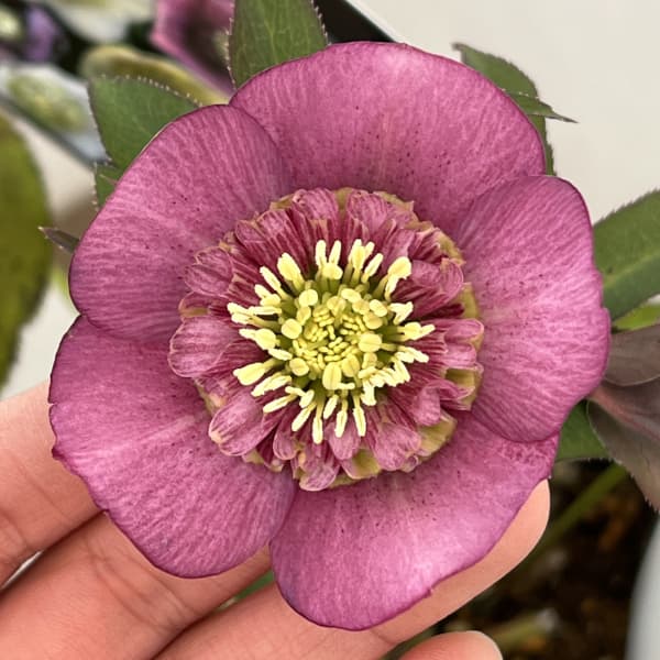 クリスマスローズ：セレクトセミダブル26-19・レフレール系／1.5Lポット【現品販売】