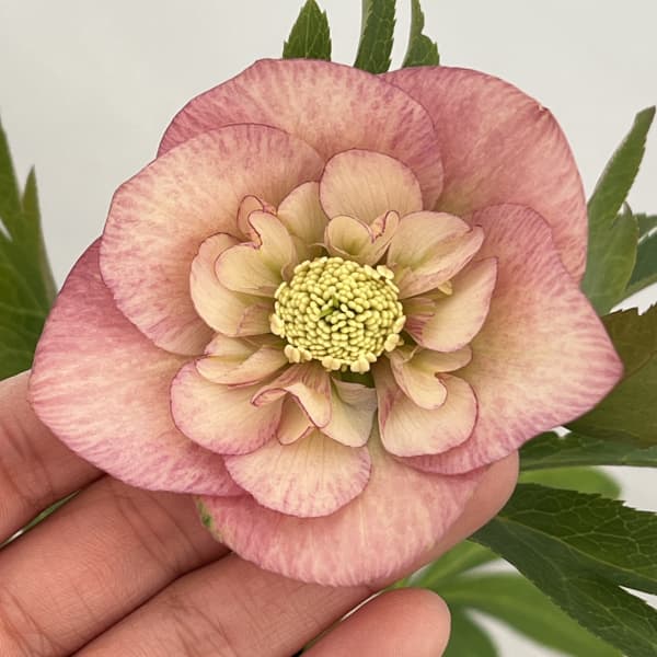 クリスマスローズ：セレクトセミダブル26-20／1.5Lポット【現品販売】