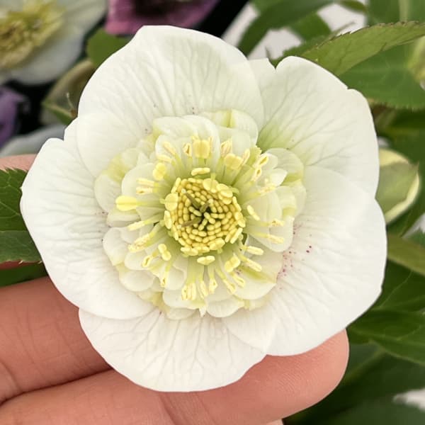 クリスマスローズ：セレクトセミダブル26-21／1.5Lポット【現品販売】