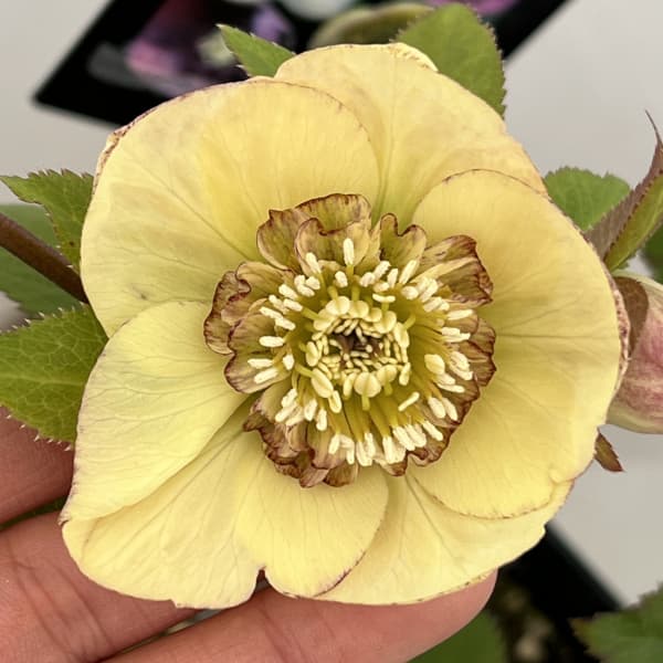 クリスマスローズ：セレクトセミダブル26-25／1.5Lポット【現品販売】