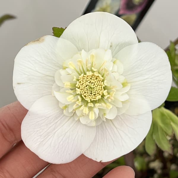 クリスマスローズ：セレクトセミダブル26-26／1.5Lポット【現品販売】