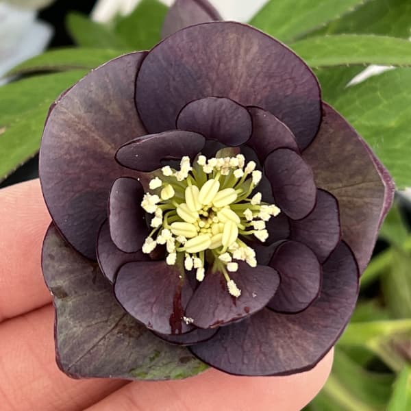 クリスマスローズ：セレクトセミダブル26-27／1.5Lポット【現品販売】