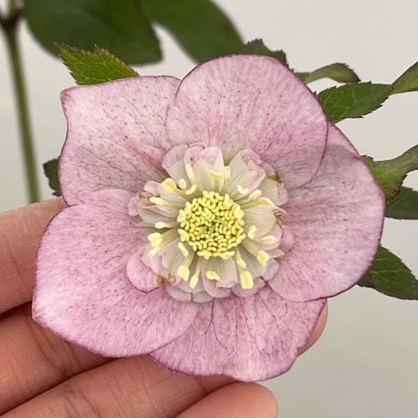 クリスマスローズ：セレクトセミダブル26-28／1.5Lポット【現品販売】