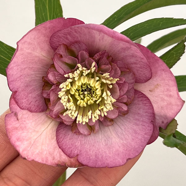 クリスマスローズ：セレクトセミダブル26-29／1.5Lポット【現品販売】