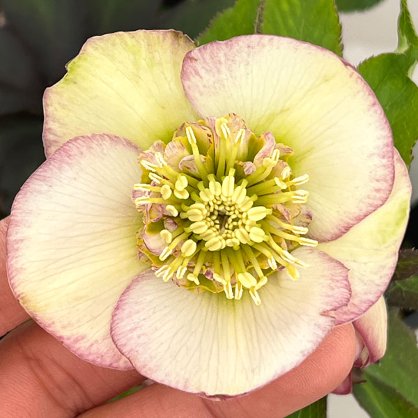 クリスマスローズ：セレクトセミダブル26-30／1.5Lポット【現品販売】