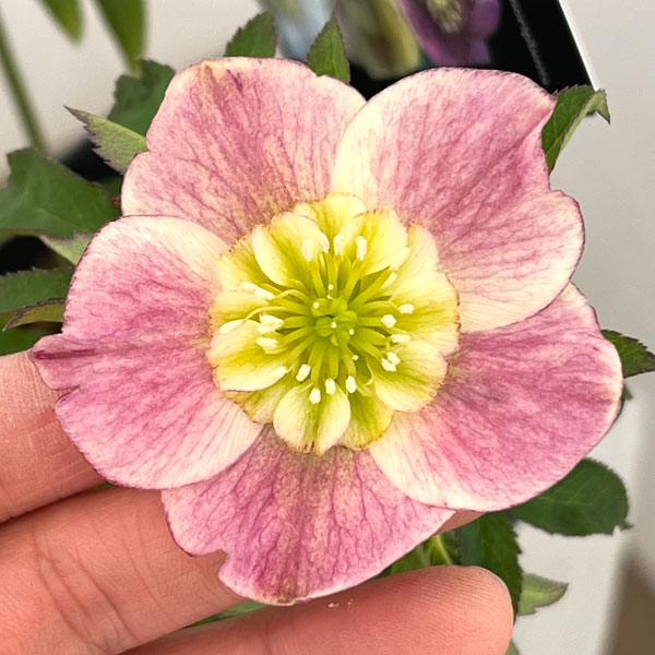 クリスマスローズ：セレクトセミダブル26-31／1.5Lポット【現品販売】