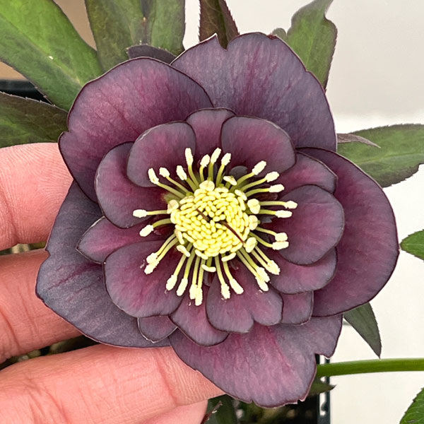 クリスマスローズ：スウィングダブル26-06／1.5Lポット【現品販売】