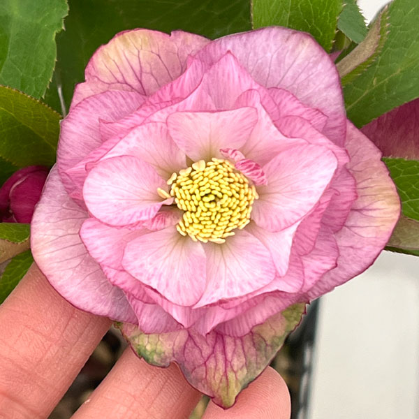 クリスマスローズ：スウィングダブル26-09／1.5Lポット【現品販売】