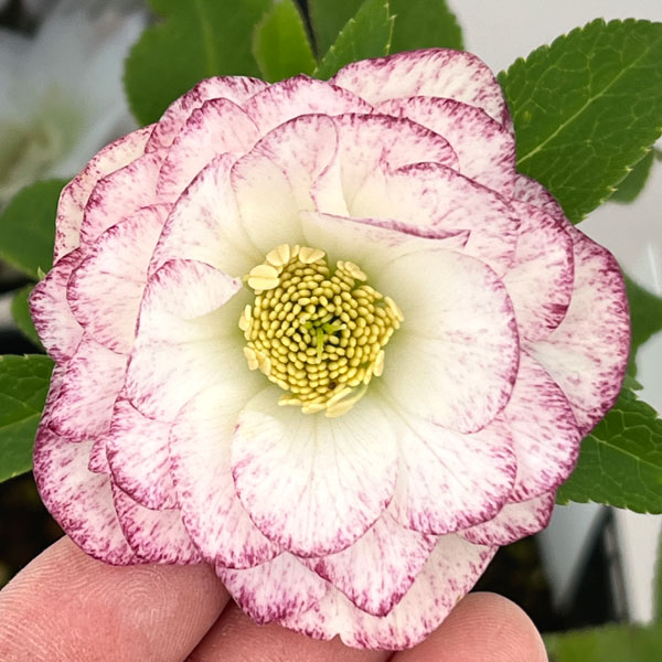 クリスマスローズ：スウィングダブル26-10／1.5Lポット【現品販売】