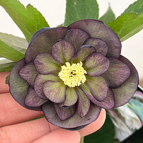 クリスマスローズ：スウィングダブル26-11／1.5Lポット【現品販売】