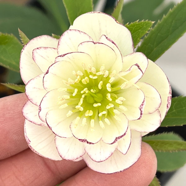 クリスマスローズ：スウィングダブル26-12／1.5Lポット【現品販売】