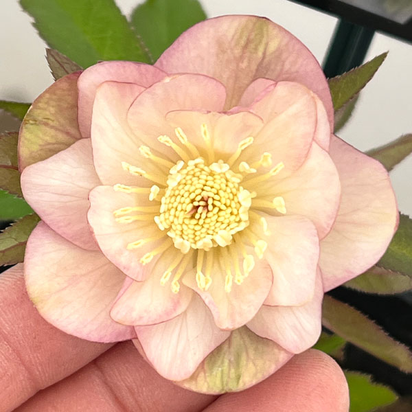 クリスマスローズ：スウィングダブル26-14／1.5Lポット【現品販売】