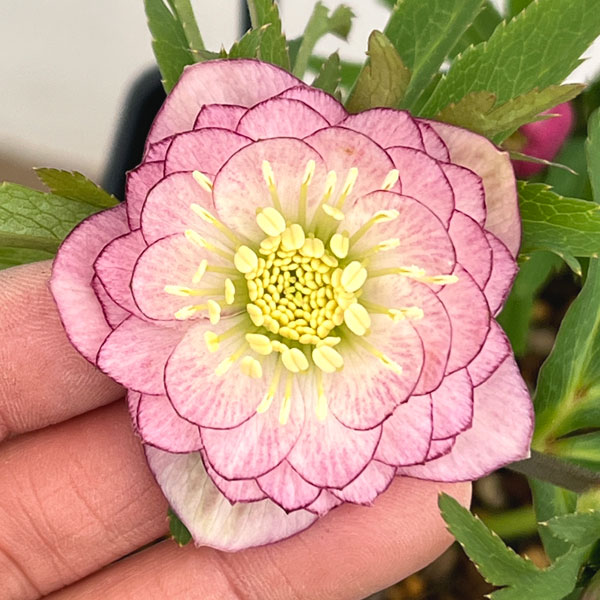 クリスマスローズ：スウィングダブル26-16／1.5Lポット【現品販売】