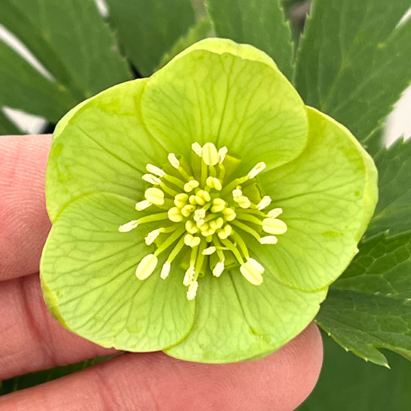 クリスマスローズ：スウィングシングル26-04／1.5Lポット【現品販売】