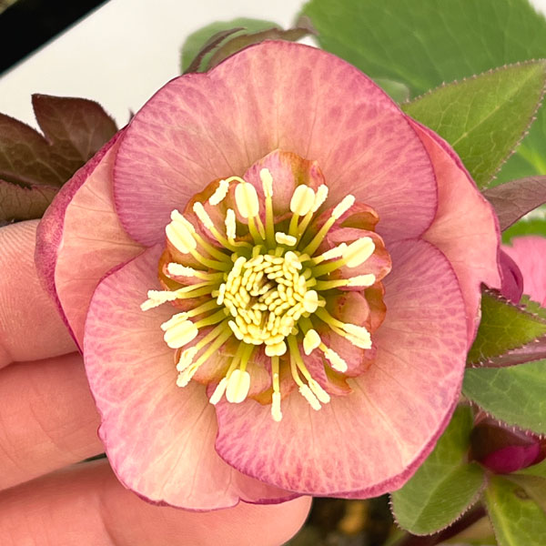 クリスマスローズ：セレクトセミダブル26-33／1.5Lポット【現品販売】