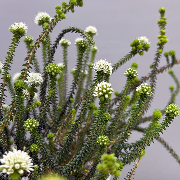 アガトスマ・ホワイトレディ3.5号ポット