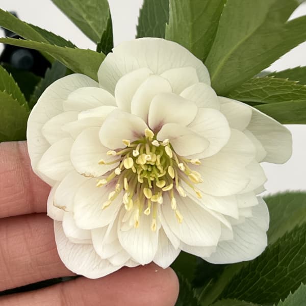 クリスマスローズ：セレクトダブル26-69・静（シズカ）／1.5Lポット【現品販売】