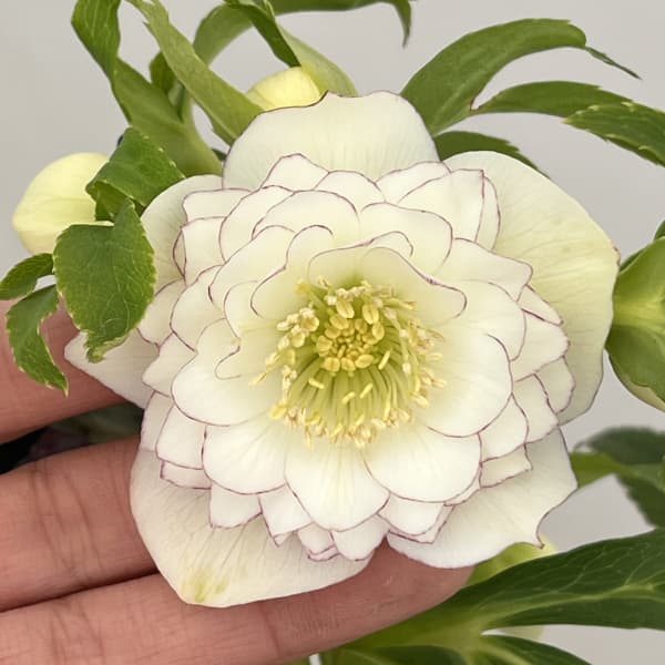 クリスマスローズ：セレクトダブル26-70・多弁／1.5Lポット【現品販売】