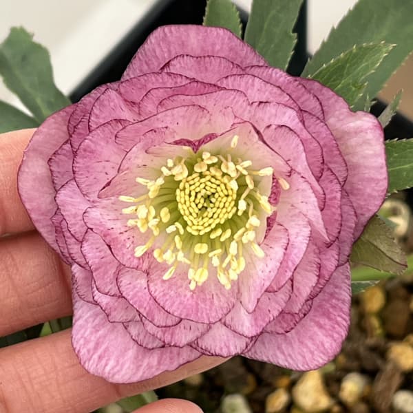 クリスマスローズ：セレクトダブル26-72・多弁／1.5Lポット【現品販売】