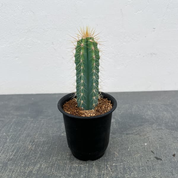 サボテン：ピロソケレウス　アゼレウス　3号鉢植え