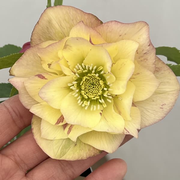 クリスマスローズ：セレクトダブル26-73・しぼり／1.5Lポット【現品販売】