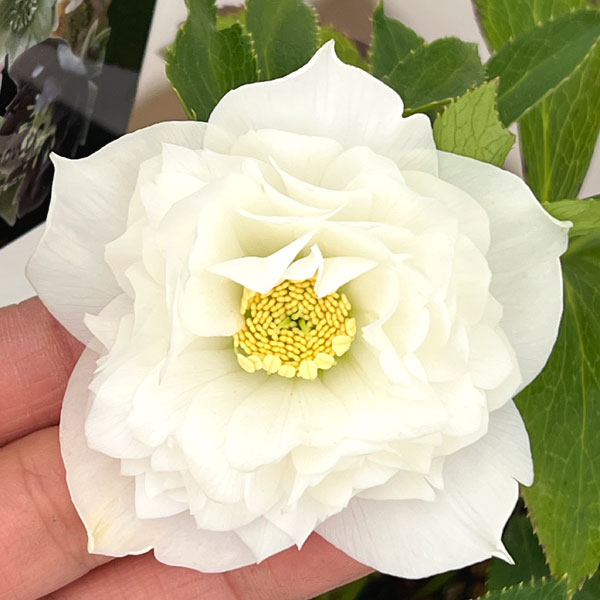 クリスマスローズ：セレクトダブル26-75・レフレール系／1.5Lポット【現品販売】