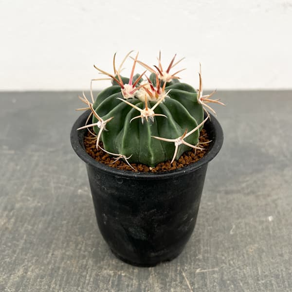 サボテン：ホマロケファラ　綾波　3号鉢植え