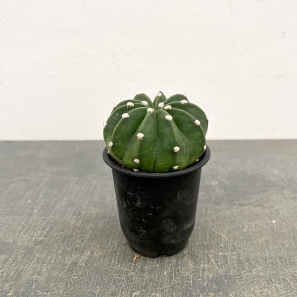 サボテン：エキノプシス　王冠短毛丸（オウカンタンゲマル）　3号鉢植え