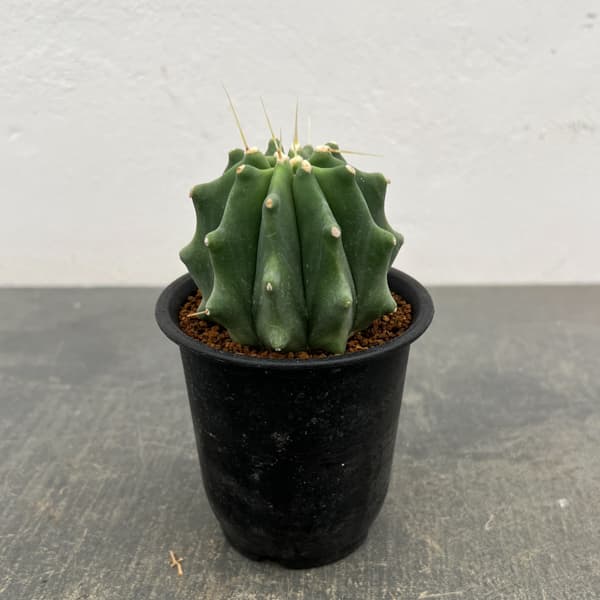サボテン：フェロカクタス　刺無王冠竜　3号鉢植え