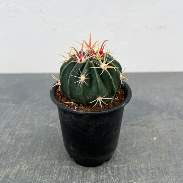 サボテン：日の出丸　3号鉢植え