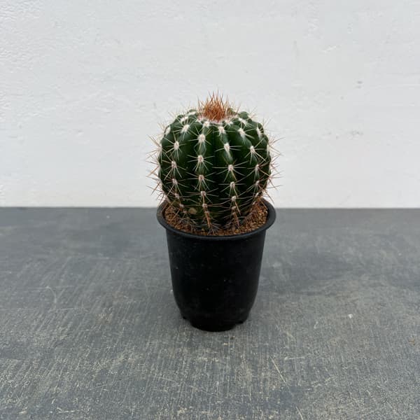 サボテン：ディスコカクタス　ホルスティ　3号鉢植え