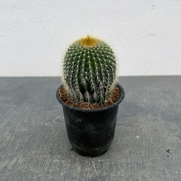 サボテン：ワラシー　3号鉢植え