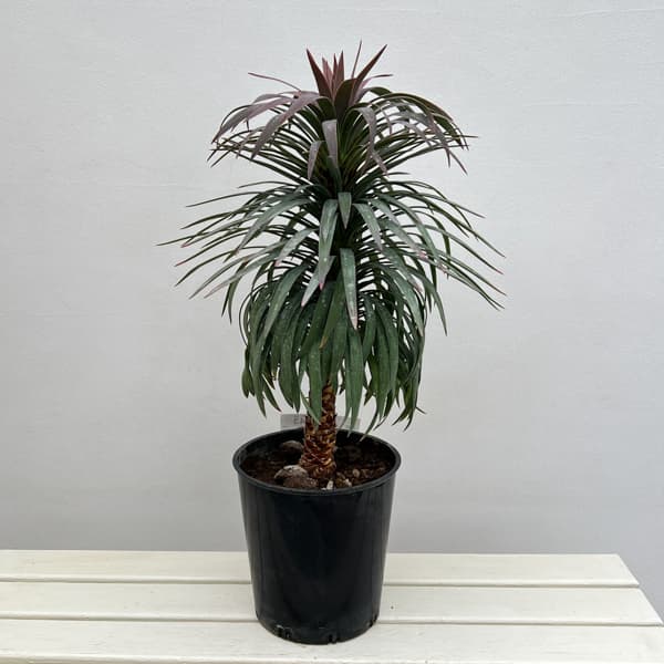 ユッカ：デスメティアーナ 7号鉢植え26-02