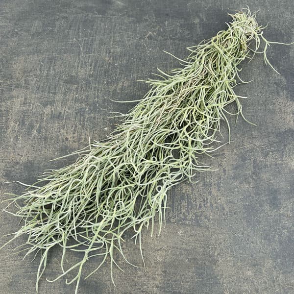 チランジア：ウスネオイデス（スパニッシュモス）長さ約50cm