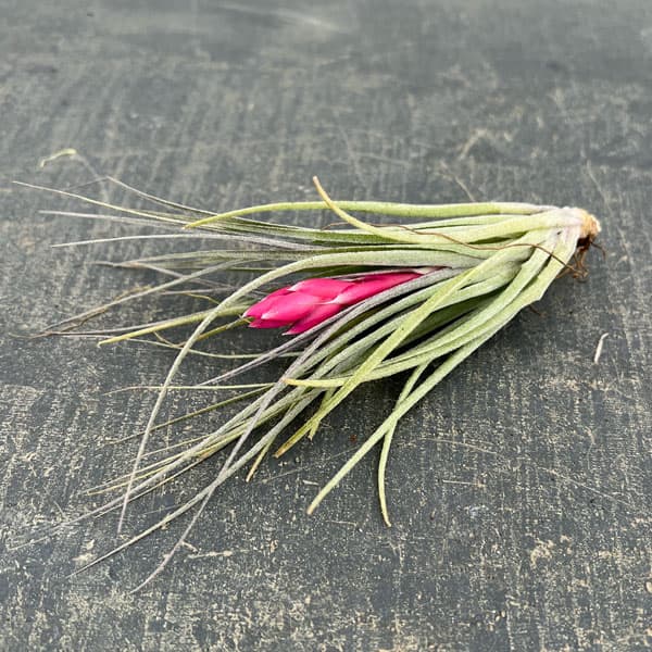 チランジア：コットンキャンディ Lサイズ