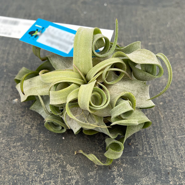 チランジア：ストレプトフィラ 直径約12cm