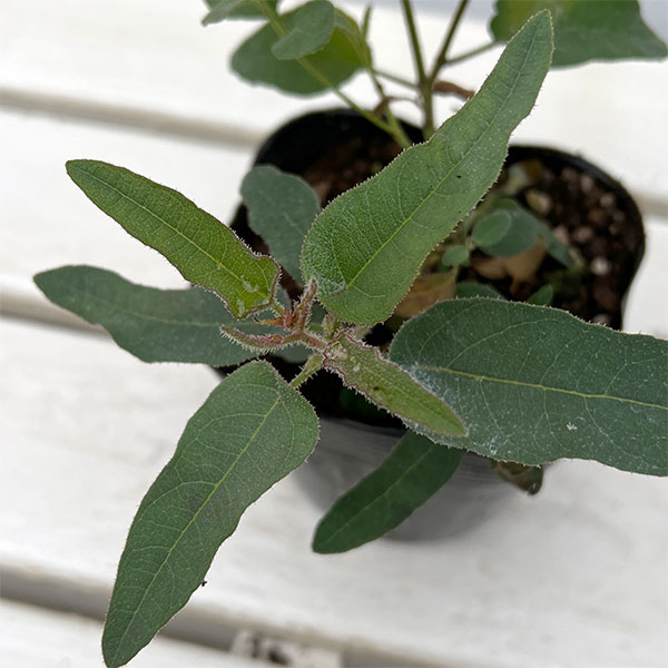 ユーカリ：レモンブッシュ　3.5号ポット