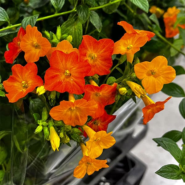 [26年2月中下旬予約]オレンジマーマレードの木（ストレプトソーレン）5号鉢植え