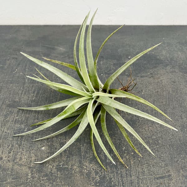 チランジア：ハリシー LLサイズ（長さ約13-16cm）