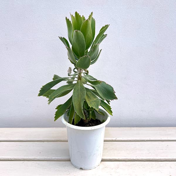 リューコスペルマム（ピンクッション）：パターソニー4号鉢植え