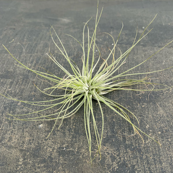 チランジア：マグヌシアナ