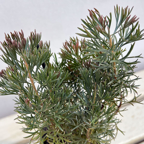 アデナントス：クニングハーミルブッシュ3号ポット