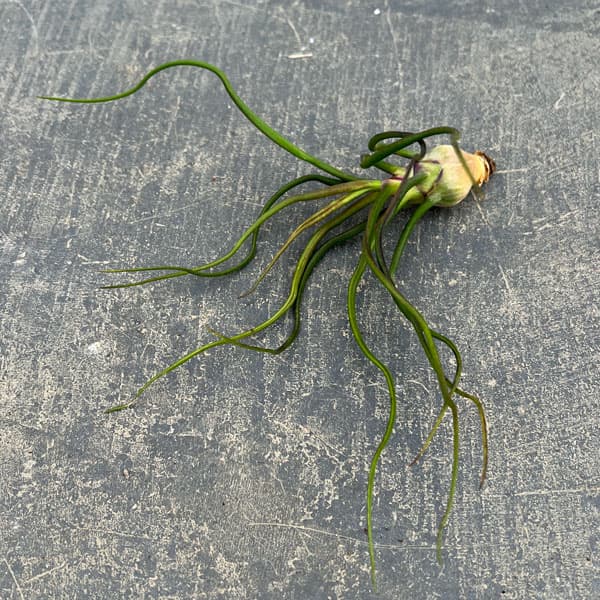 チランジア：ブルボーサ LLサイズ（長さ15cm前後）