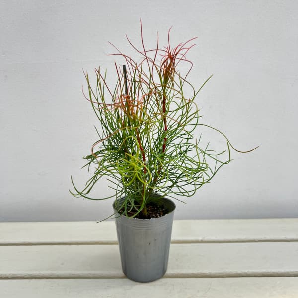 オーラックス：パラシア3号ポット