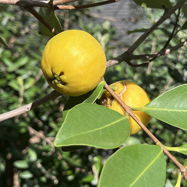 グアバ：イエローグアバ（キミノバンジロウ）3号ポット