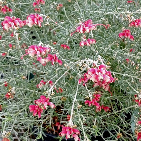 グレビレア：ラベンダー グレビレア 4号ポット