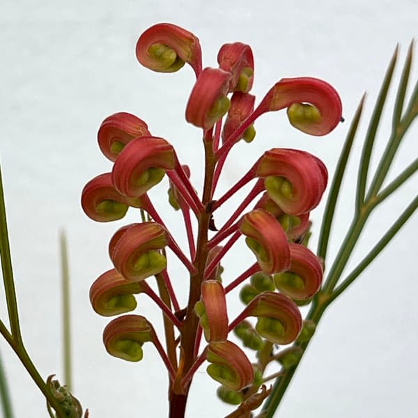 グレビレア：エレガンス5号鉢植え