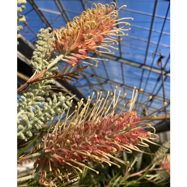 グレビレア：ピンクサプライズ5号鉢植え