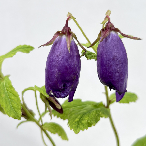 [26年5月中下旬予約]カンパニュラ（ホタルブクロ）：大輪ホタルブクロ3.5号ポット