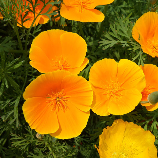 エスコルチア：大輪オレンジ3.5号ポット